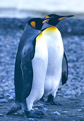 Animals - Antarctica Facts
